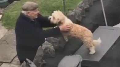Фото - Дружелюбный пёс обожает пожилого соседа