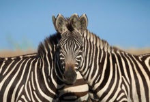 Фото - Две зебры с одной головой стали загадкой для пользователей интернета