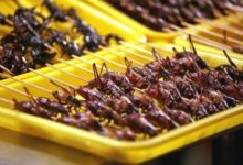Фото - Еда из насекомых поможет решить проблему дефицита продовольствия