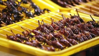 Фото - Еда из насекомых поможет решить проблему дефицита продовольствия
