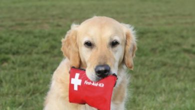 Фото - Специально натренированные собаки могут спасти жизнь диабетикам