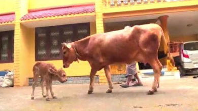 Фото - Фермер испытал шок, увидев, какого телёнка родила его корова