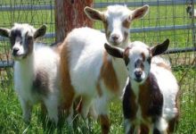 Фото - Фермерша через суд требует провести тест на отцовство для своих коз