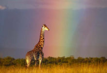 Фото - Фотосъёмка жирафа на фоне радуги получилась удивительной