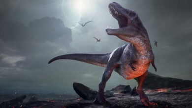 Фото - Где сейчас живут потомки динозавров и что они могут дать ученым