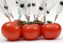 Фото - ГМО: что это такое и насколько безопасно