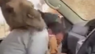 Фото - Голодный верблюд довёл пассажира машины до истерики