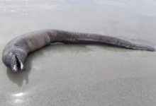 Фото - Гуляя по пляжу, люди обнаружили труп странного морского монстра