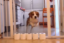 Фото - Хозяева выяснили, через сколько рулонов туалетной бумаги может перепрыгнуть собака