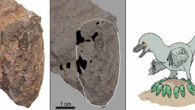 Фото - Исследователи обнаружили рекордно маленькое яйцо динозавра