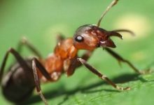 Фото - Как бороться с муравьями на садовом участке
