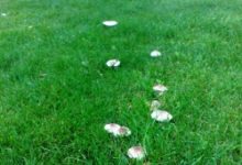 Фото - Как избавиться от грибов на газоне