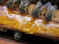 Фото - Как сделать ловушку для пчел своими руками, чертеж ловушки для пчел. Как поймать рой в ловушку