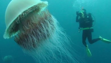 Фото - Как выглядит самая большая медуза и чем она опасна?