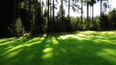 Фото - Какие травы можно использовать для создания теневыносливого газона