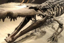Фото - Каких древних животных боялись даже динозавры?
