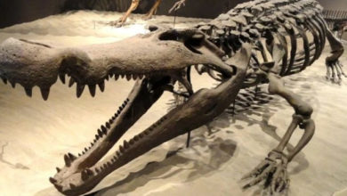 Фото - Каких древних животных боялись даже динозавры?