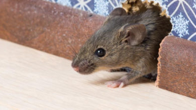 Фото - Какой утеплитель не грызут мыши: натуральные материалы против смеси компонентов