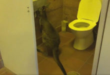 Фото - Кенгуру застукали за кражей туалетной бумаги