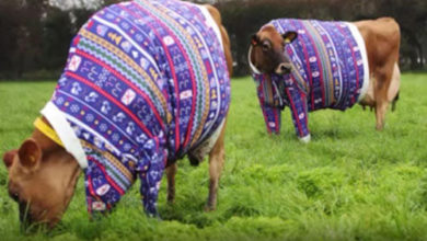 Фото - Коров одели в свитеры в честь праздника и ради привлечения туристов