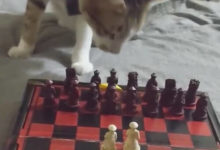 Фото - Кошка, играющая в шахматы, не ознакомилась с правилами