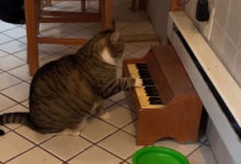Фото - Кот садится за пианино всякий раз, когда хочет внимания