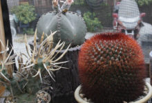 Фото - Красивые кактусы: как вырастить в домашних условиях + фото и видео