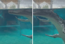 Фото - Крокодил продемонстрировал странную манеру плавания