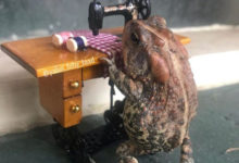 Фото - Любопытная жаба живёт жизнью, очень похожей на человеческую