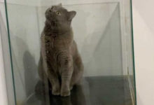 Фото - Любопытный кот оказался в ловушке в аквариуме