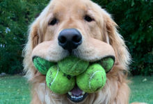Фото - Любовь к теннисным мячикам сделала пса мировым рекордсменом
