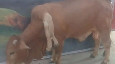 Фото - Люди приходят на ферму, чтобы посмотреть на шестиногого быка с двумя хвостами