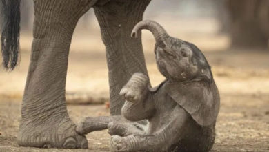 Фото - Мама-слониха испражнилась на детёныша, но он не обиделся