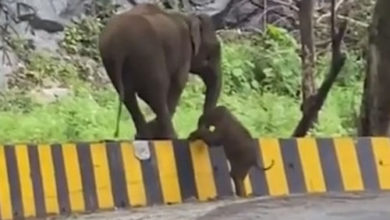 Фото - Мама-слониха протянула своему детёнышу хобот помощи