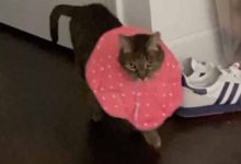 Фото - Медицинский воротник превратил кошку в элегантную подиумную модель