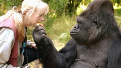 Фото - Между гориллами и людьми найдена еще одна общая черта