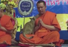 Фото - Молитвенное настроение монаха было прервано назойливой кошкой