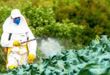 Фото - Названы самые загрязненные пестицидами продукты