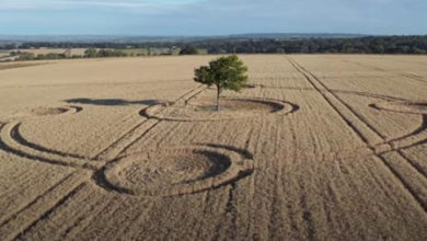 Фото - Неизвестные художники нарисовали на поле круг, включив в него дерево