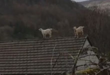 Фото - Непослушные козы на крыше рассердили хозяйку