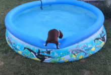 Фото - Нерешительный пёс так и не понял, хочется ли ему купаться