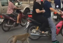 Фото - Обезьяна запрыгнула на мотоцикл, чтобы украсть пакет с фруктами