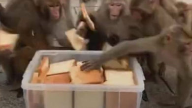 Фото - Обычный хлеб показался обезьянам изысканным угощением