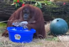 Фото - Орангутанг, начавший мыть руки, подаёт пример людям