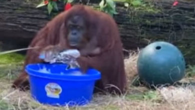 Фото - Орангутанг, начавший мыть руки, подаёт пример людям