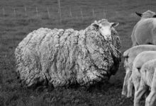 Фото - Овца, сбежавшая 7 лет назад, вернулась домой сильно обросшей