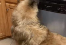 Фото - Пар, идущий из посудомоечной машины, пришёлся по нраву любопытному псу