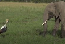 Фото - Пасущиеся слоны заставили журавля понервничать