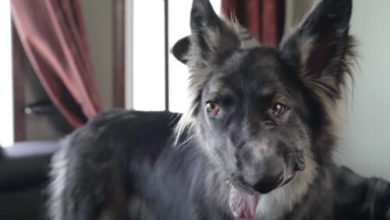 Фото - Пёс, на которого напала собственная мать, стал звездой социальных сетей