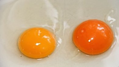 Фото - Почему яичный желток бывает разного цвета?